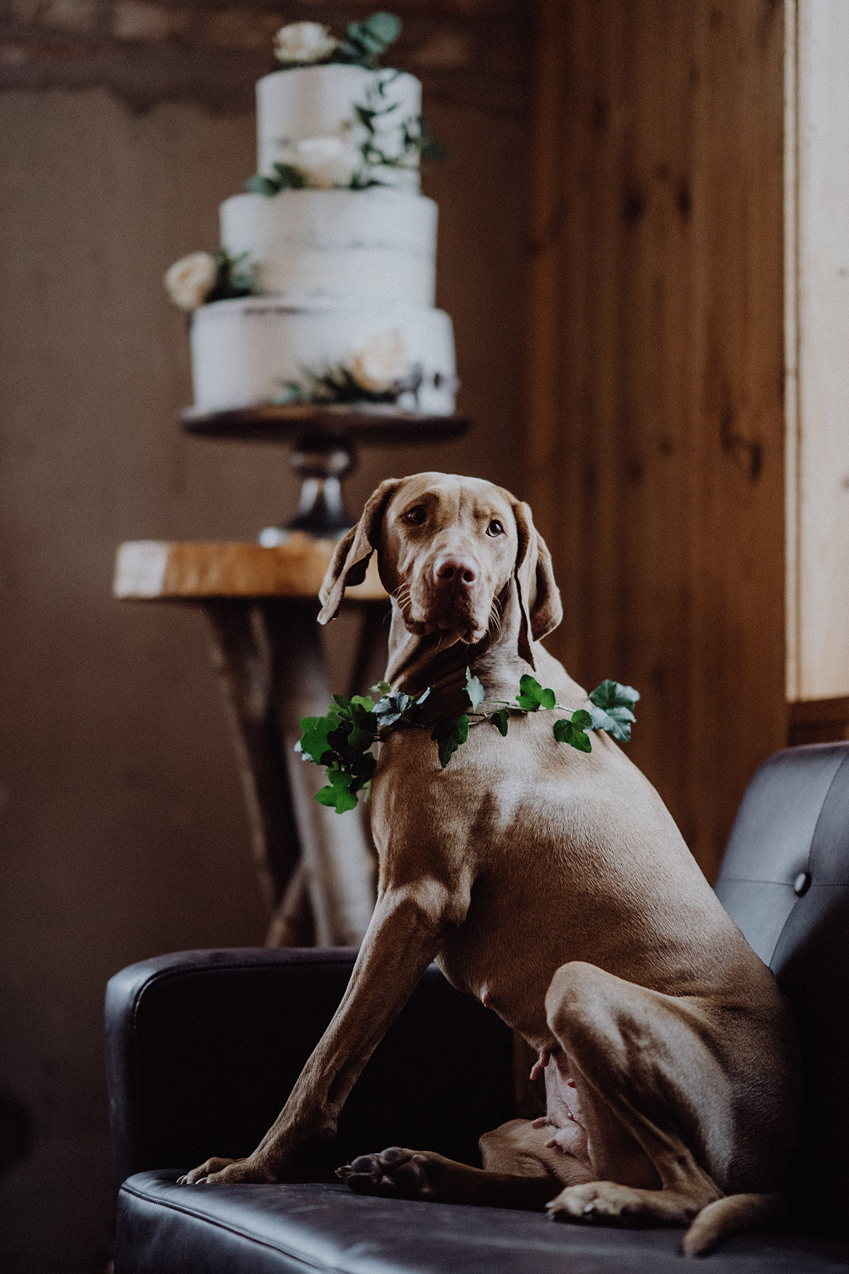 Hochzeitsfoto Hund mit Hochzeitstorte - The Grand Berlin Hochzeitsfotograf © www.hochzeitslicht.de