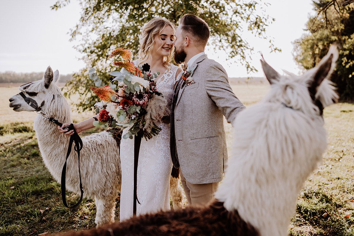 Idee Hochzeitsfotos nach Hochzeit Landhochzeit mit Alpakas - Hochzeitsfotografin aus Berlin fotografiert After Wedding Shooting mit Alpakas in Brandenburg © Hochzeitsfotograf Berlin www.hochzeitslicht.de