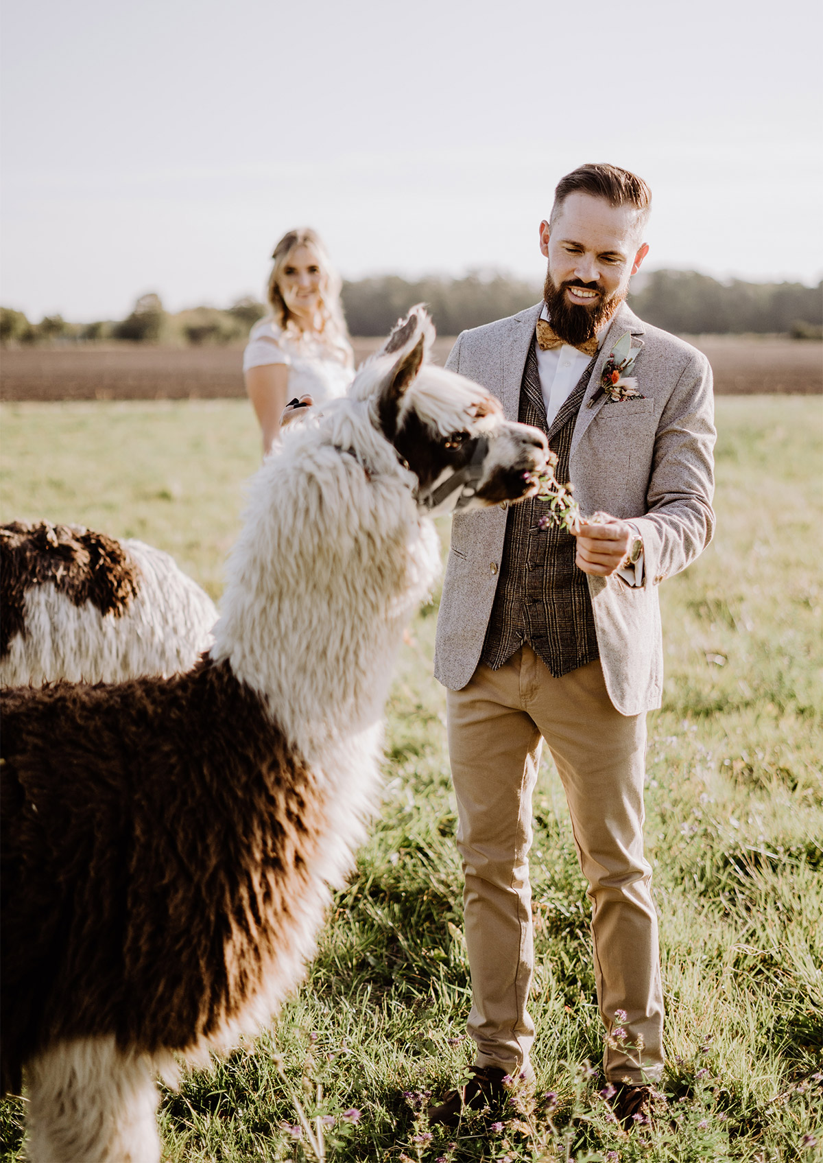 Idee Posieren Brautpaarfoto mit Alpaka boho vintage Landhochzeit Outfit Bräutigam in Brauntönen mit Fliege, Tweed Jacket und Karoweste für Herbsthochzeit - Hochzeitsfotografin aus Berlin fotografiert After Wedding Shooting mit Alpakas in Brandenburg © Hochzeitsfotograf Berlin www.hochzeitslicht.de