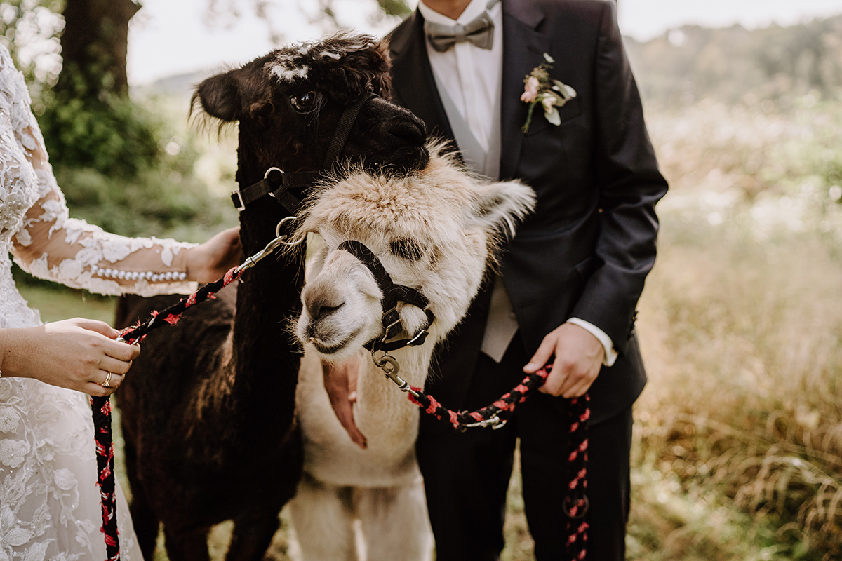 Paarfoto Hochzeitsfotograf Berlin mit Alpakas - Landgut Stober Boho Hochzeit mit Alpaka von Hochzeitsfotografin Brandenburg © www.hochzeitslicht.de