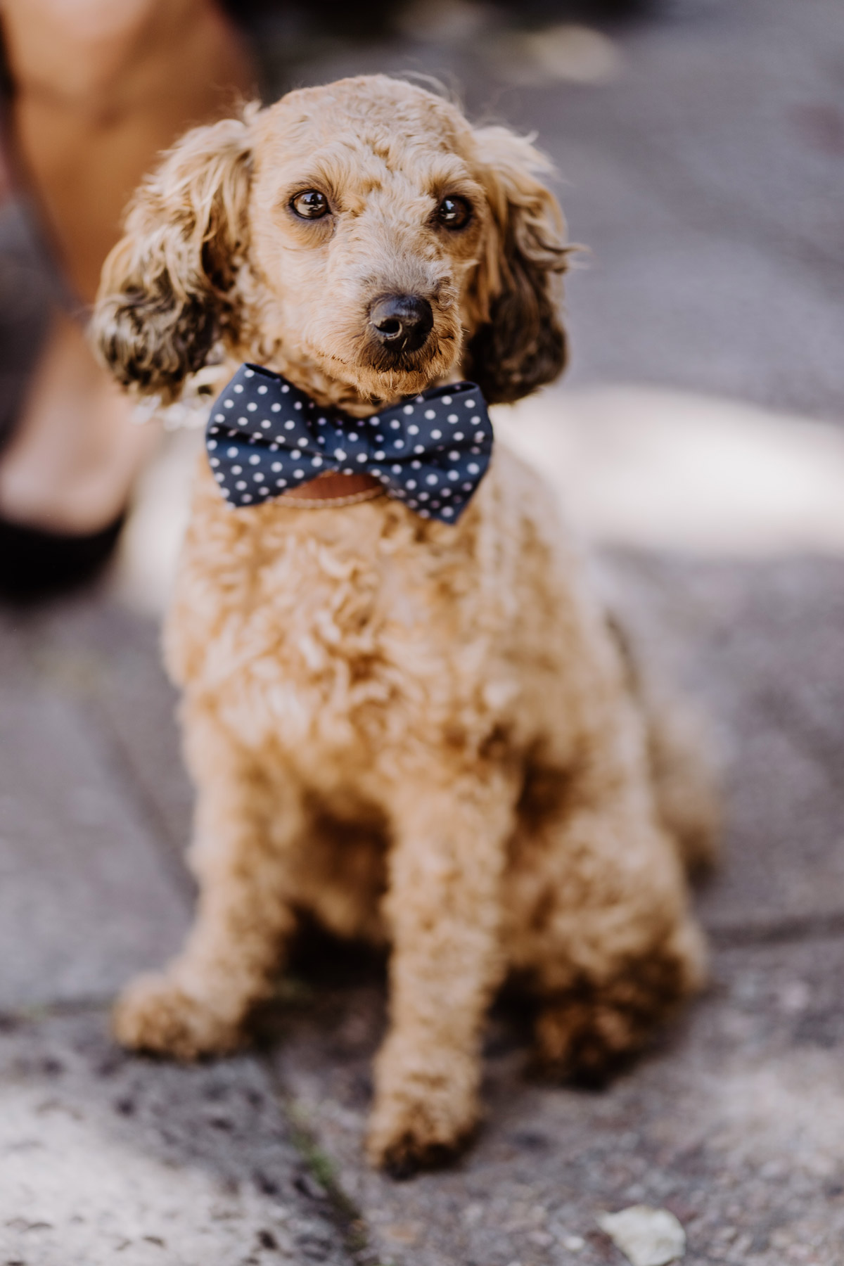 Hochzeit Humor, Hund mit Fliege, Standesamt Idee, Hochzeitsfotos Hochzeitsbilder ausgefallen #Hochzeitsfotografie aus Berlin © www.hochzeitslicht.de #hochzeitslicht - iLand Pier13 Hochzeit von Hochzeitsfotograf Berlin © www.hochzeitslicht.de #hochzeitslicht